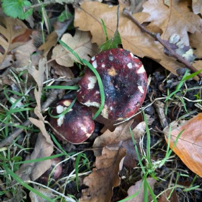 Autumn Woodland Walk 2024